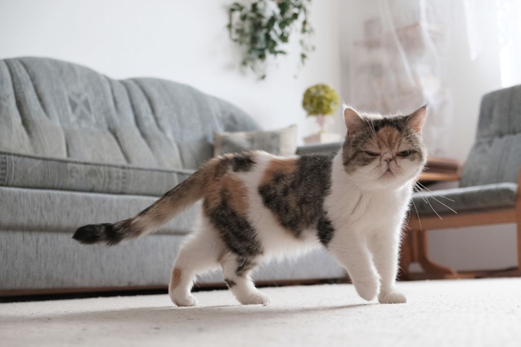 chat americain munchkin