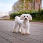 Bichon Frisé staat elegant op straat