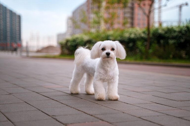 Bichon frisé