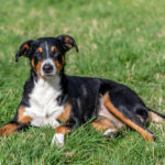 Entlebucher Sennenhond draagt grote stok buiten