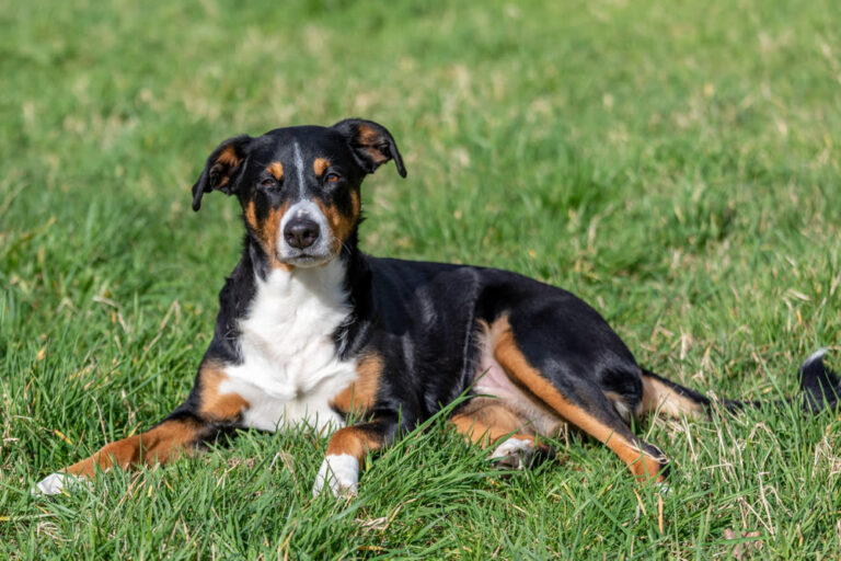 Entlebucher sennenhond