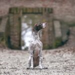 Braque Français staat alert in natuur