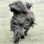 Briard rent met wapperende vacht door veld