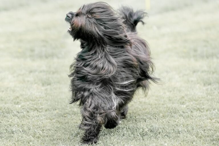 Briard (berger de Brie)
