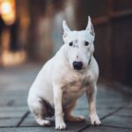 Bull Terrier zit alert op straatstenen