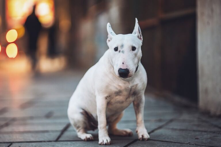 Bulterriër