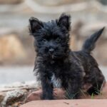 Cairn Terrier zit alert in groen gras