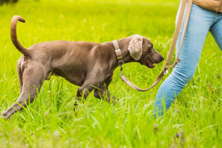 Castration chez le chien : questions réponses
