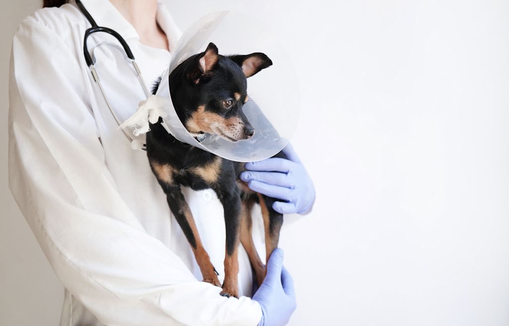 collerette castration chien