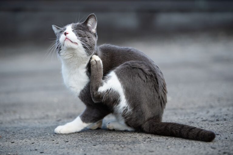 Que faire en cas de démangaisons chez le chat ?
