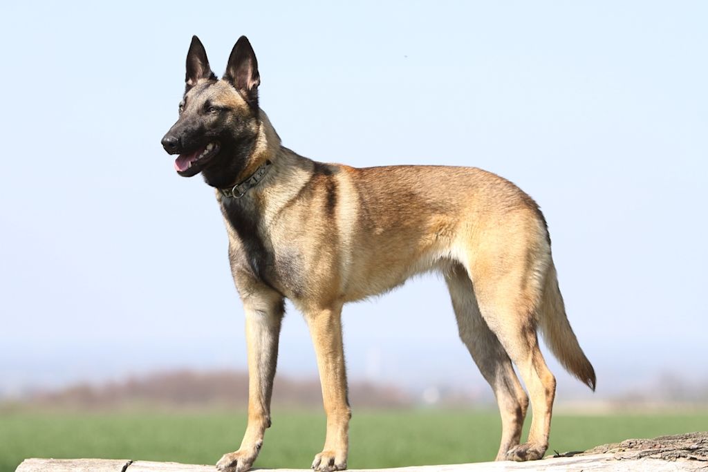 Belgische herder