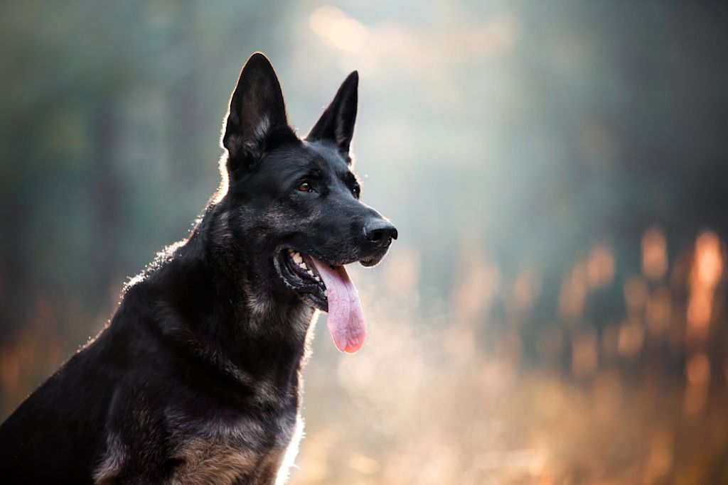 Duitse Herder hijgt in ochtendlicht