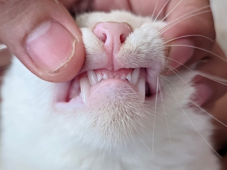 Hoeveel tanden heeft een kat?