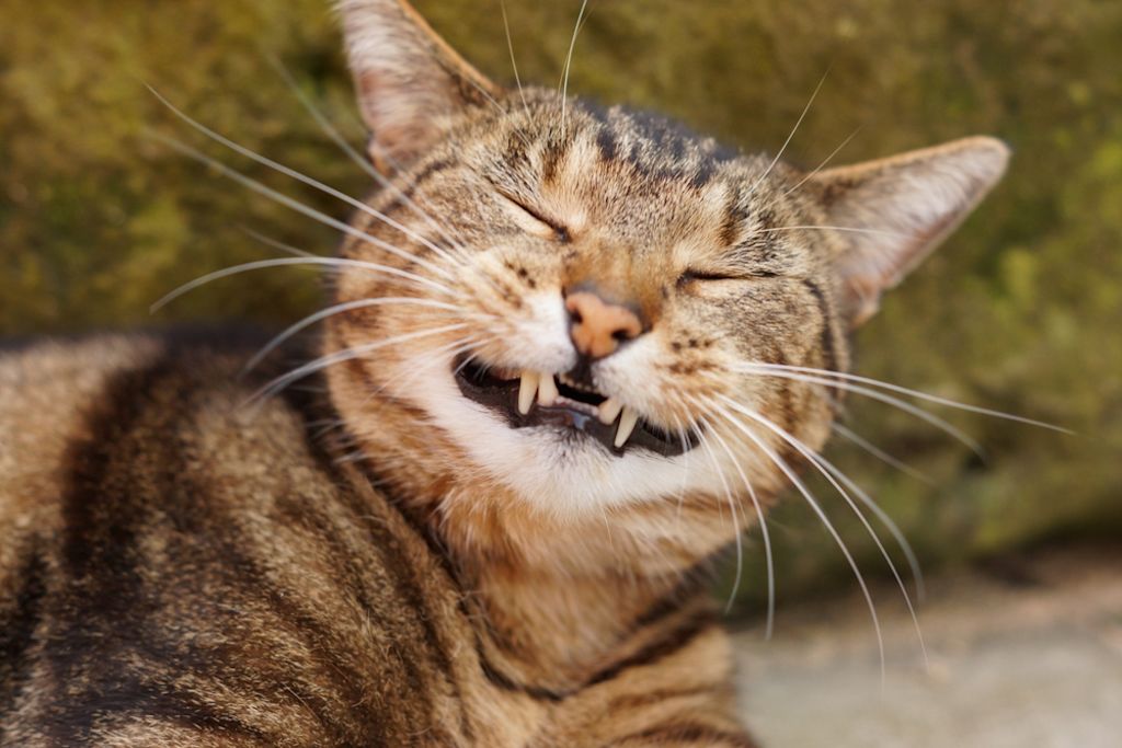 Glimlachende kat