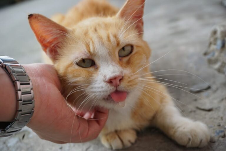 Wat te doen bij een kwijlende kat?