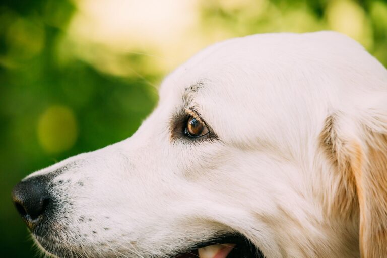 Orgelet chez le chien : questions réponses