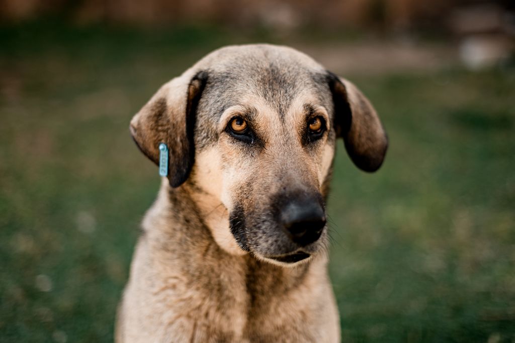 orgelet chien 2