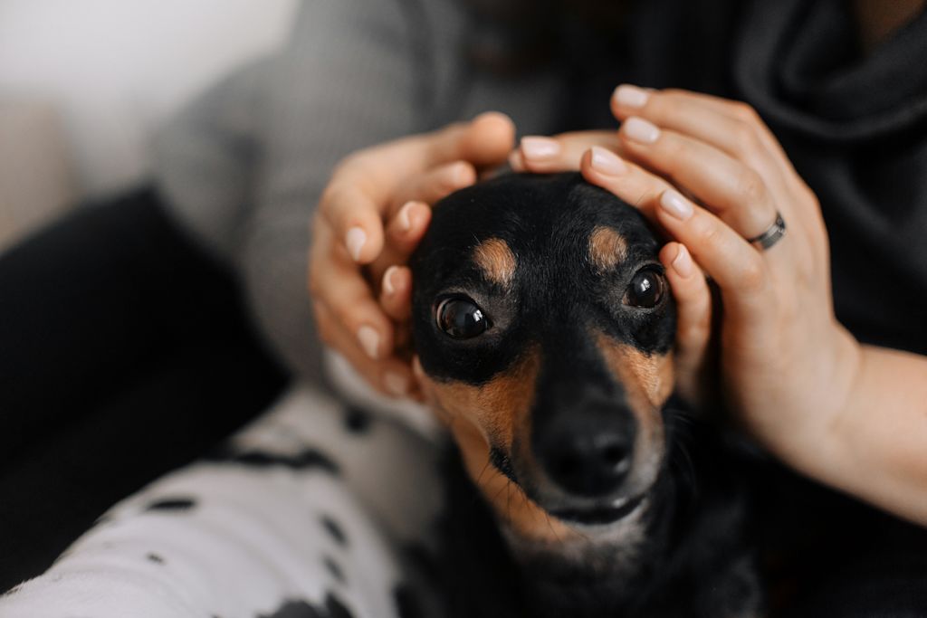 orgelet chien 3