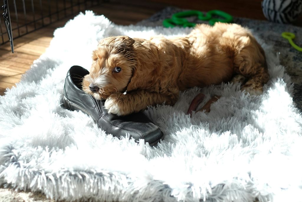 chien avec une chaussure