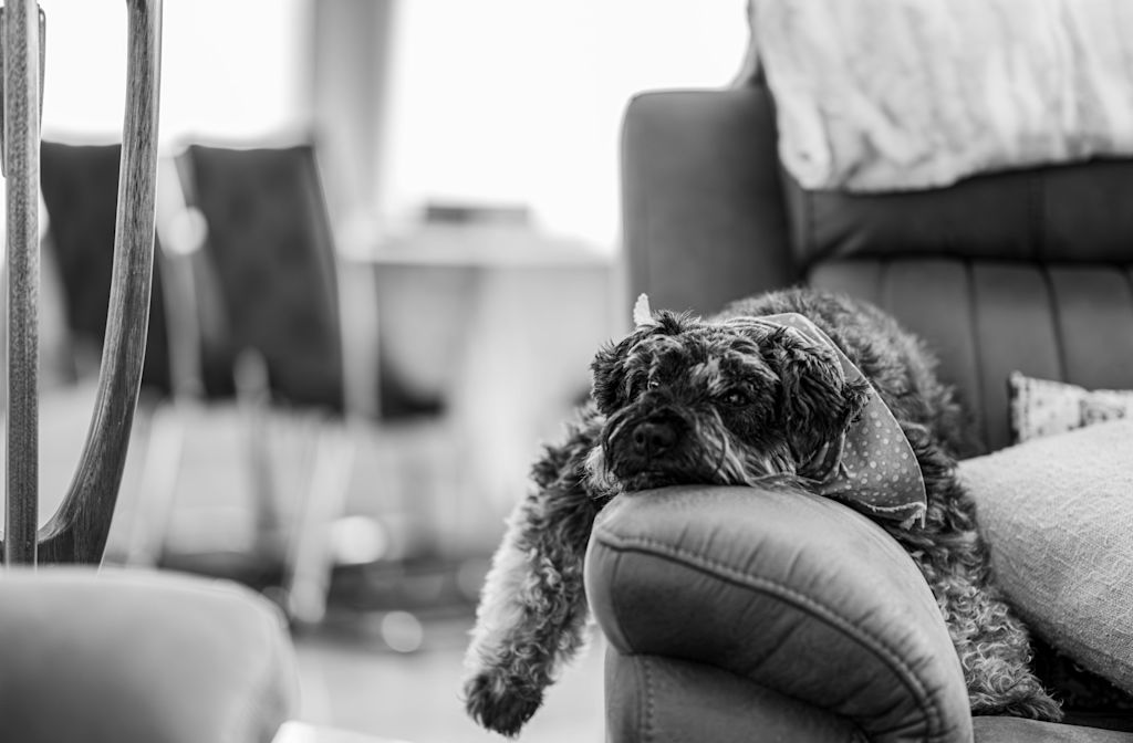 chien au repos
