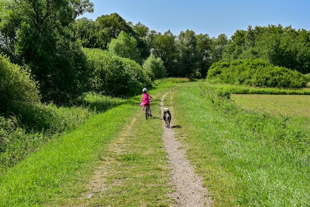 chien en extérieur