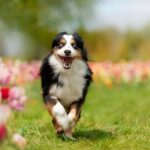 Australische Herder zit op herfstweg