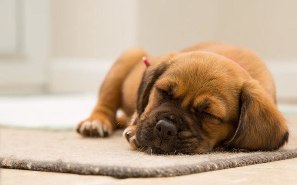 repos chiot
