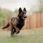 Malinois rent energiek door de tuin