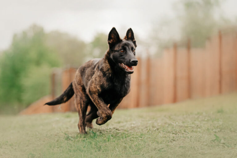 Hollandse herder