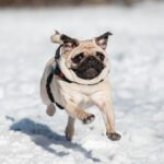 Mops rent energiek door witte sneeuw