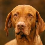 Vizsla portret met warme bruine ogen