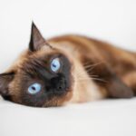 Siamese kat