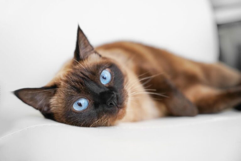 Siamese kat