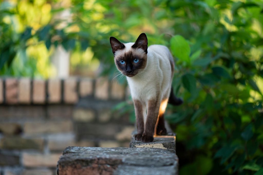 Siamese kat loopt buiten