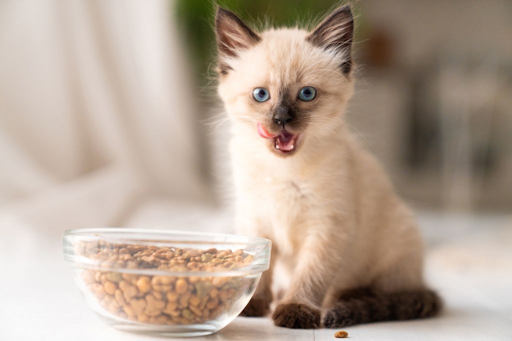 Siamese kat kitten