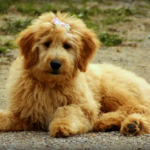 Goldendoodle
