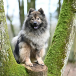 Keeshond 1