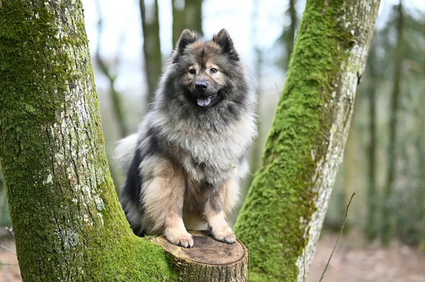 Keeshond of Wolfspitz