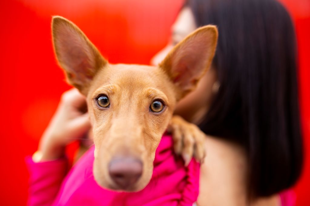 Podenco jeune