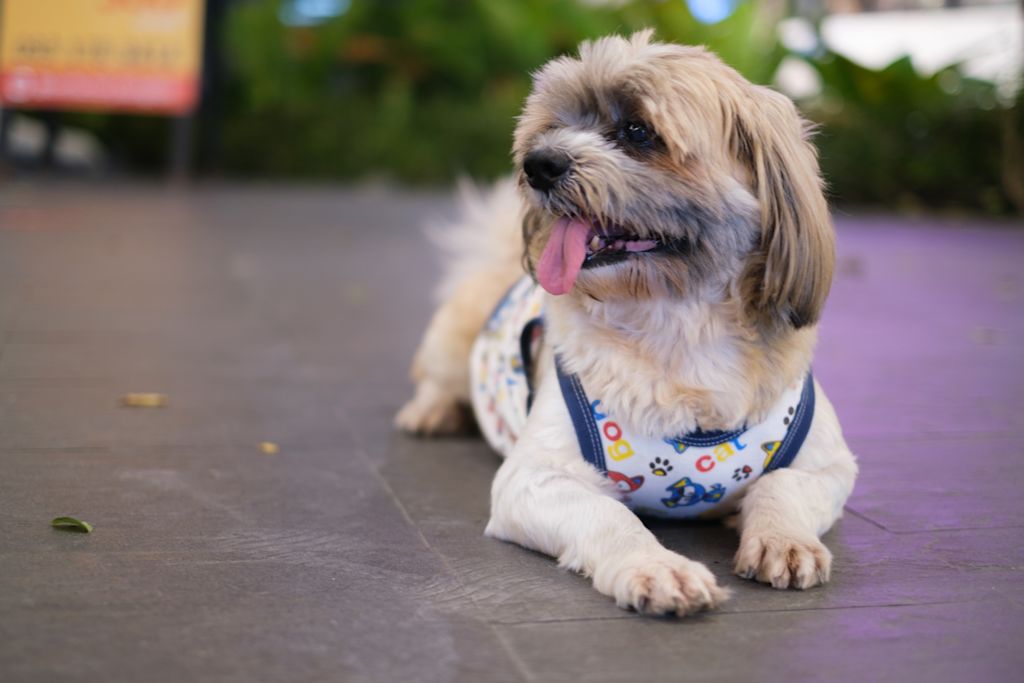 Le shih-tzu