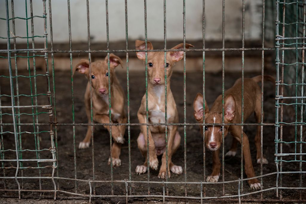 Podenco abandonn&eacute;s