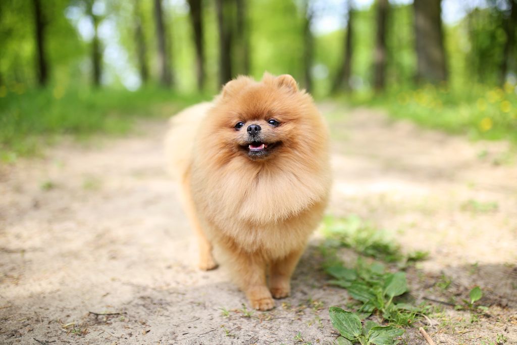 Le spitz nain allemand