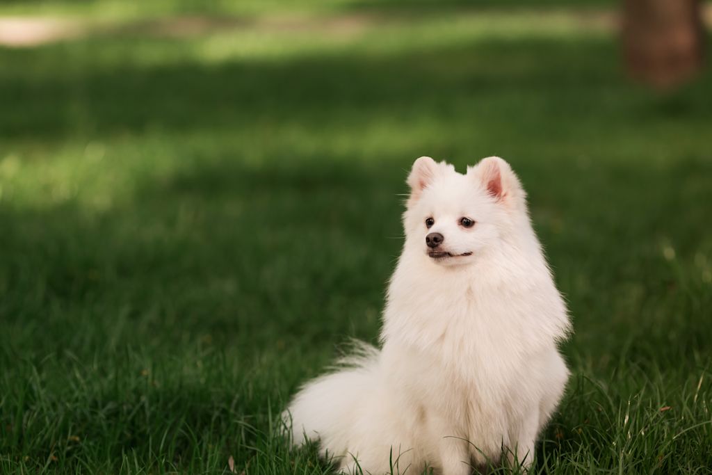 Spitz japonais