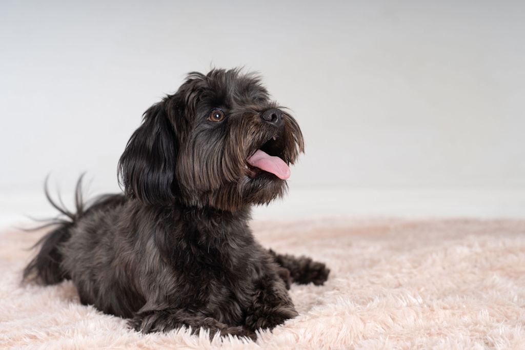 Bichon Havanais hijgt vrolijk op tapijt