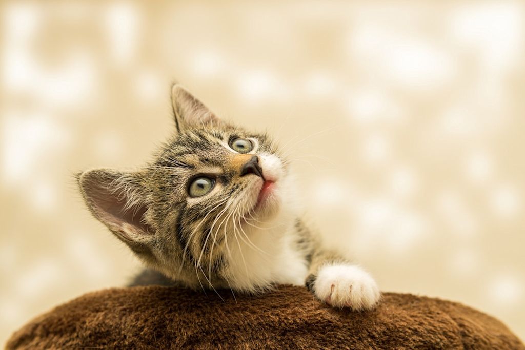 Chaton heureux
