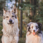 Tsjechoslowaakse Wolfhond rent door ondiep water