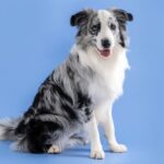 Australische herder poseert tussen bomen