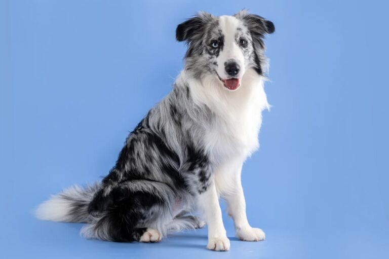 Merle-hond