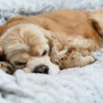 Amerikaanse Cocker Spaniel slaapt op zacht deken