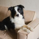 Border Collie kijkt vrolijk omhoog naar eigenaar